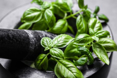 Taze fesleğen, koyu arkaplanda yeşil havan otu.