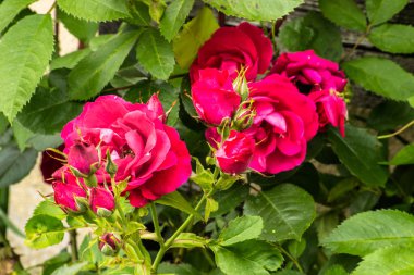 Bahçedeki gül çiçekleri.