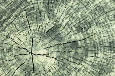 Background or wooden texture from wood