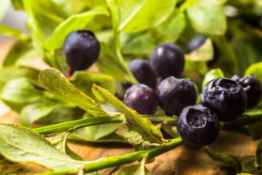 Yapraklı yaban mersini, makro