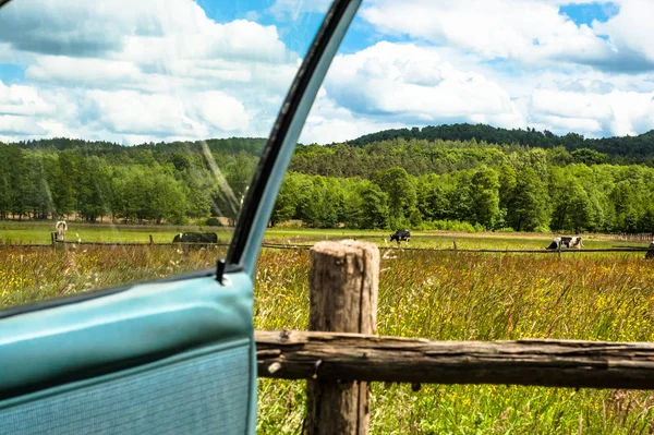 Paisagem com vacas pastando em um prado de verão. Floresta no fundo, tempo ensolarado com nuvens. Vista do carro . — Fotografia de Stock