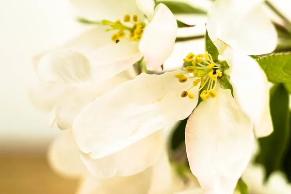 Apple blossom, spring flower, macro background