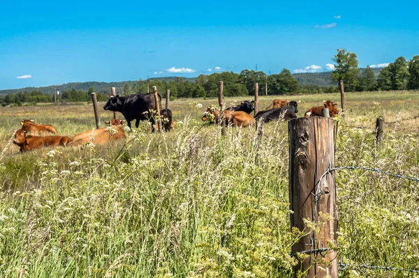 Paisagem do campo, campo de fazenda e grama com vacas pastando em pasto no cenário rural — Fotografia de Stock