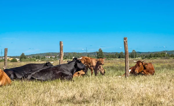 田園風景の牧草地に放牧牛と田舎の風景、農場のフィールドと草 — ストック写真