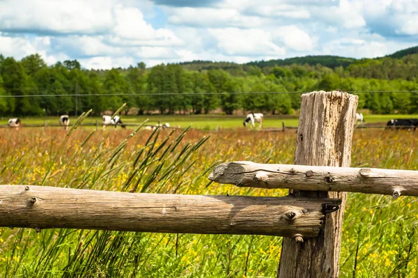 Cows grazing on a summer meadow. Forest on the background, sunny weather with clouds. Focus on the old, wooden fence. — Stok fotoğraf