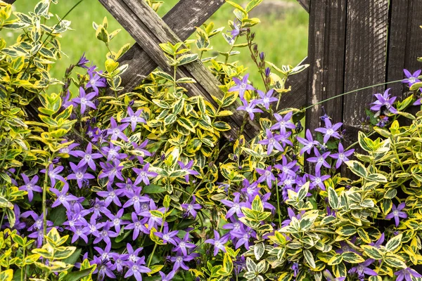 木製の柵、花の背景によって庭の夏の花 — ストック写真