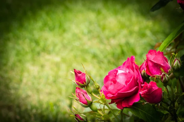 庭のバラの花. — ストック写真