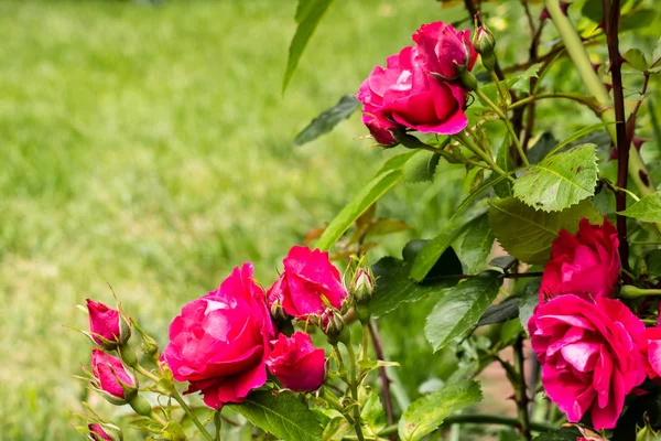 Τριαντάφυλλα στον κήπο. — Φωτογραφία Αρχείου