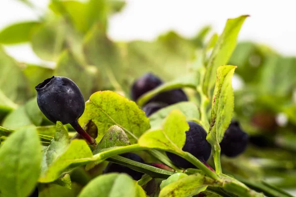 Blueberries di semak-semak dengan daun, makro — Stok Foto