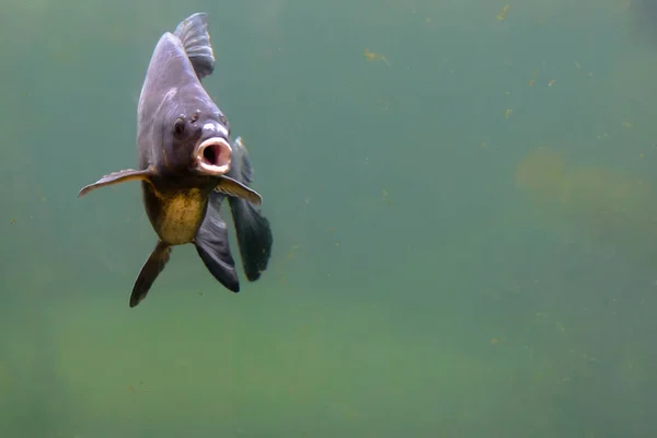 Carpa común. Peces de agua dulce, tiro bajo el agua en el estanque. Comida tradicional de Navidad en Polonia . — Foto de Stock