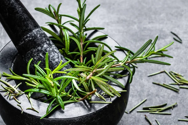 Fersk rosmarinplante i mørtel. Rosemary grønne urter fra hagen . – stockfoto