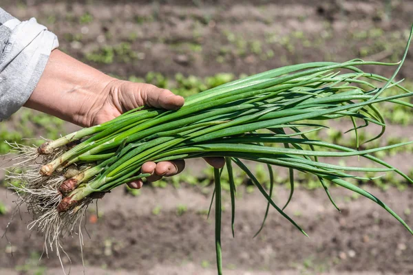 Свіжа зелена цибуля, зібрані свіжоорганічні овочі в саду фермера, концепція біопродовольства — стокове фото
