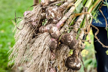 Topraktan sarımsak tutan çiftçi. Yerel çiftçilikten sebzeler, bahçeden toplanan organik ürünler. Sonbahar hasatı.