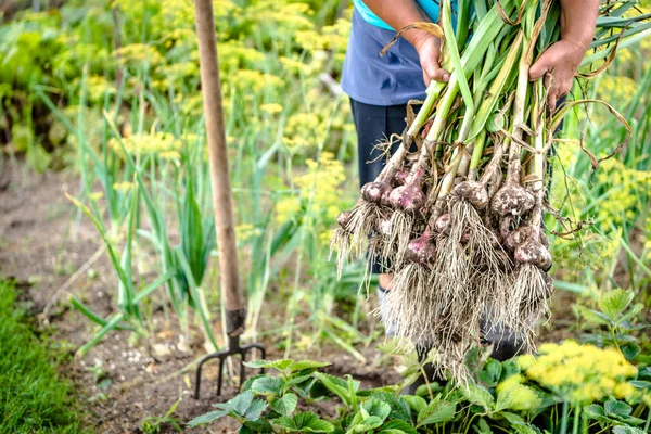 Fermier tenant de l'ail fraîchement récolté. Légumes frais de ferme dans le jardin biologique . — Photo