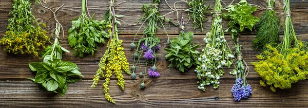 Sammlung von Kräutern, frischen Gartenkräutern, Banner — Stockfoto