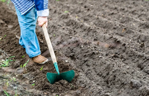 Lantbrukare Fältet Arbetar Med Hacka Förberedande Rader För Plantering Potatisfrön — Stockfoto