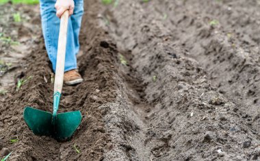 Çiftçi tarlada çapayla çalışıyor. Patates tohumları için sıra hazırlıyorum. Organik tarım kavramı.