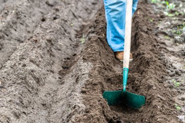 Çiftçi tarlada çapayla çalışıyor. Patates tohumları için sıra hazırlıyorum. Organik tarım kavramı.