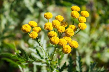 Sonbahar günü sıcak ve güneşli alan bitkilerde