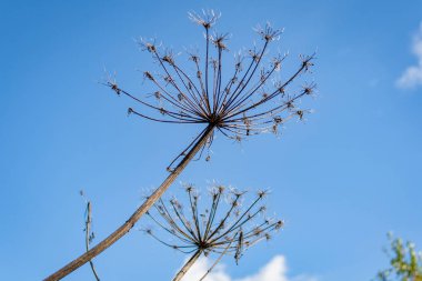 Sonbahar günü sıcak ve güneşli alan bitkilerde