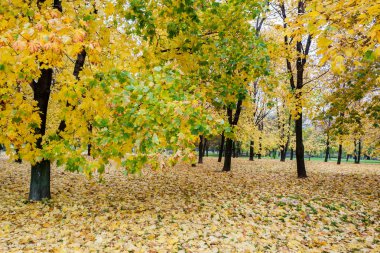 Kent parkta düşmek
