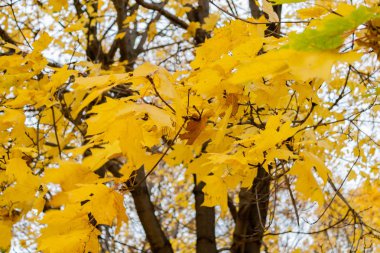 Kent parkta düşmek