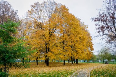 Kent parkta düşmek