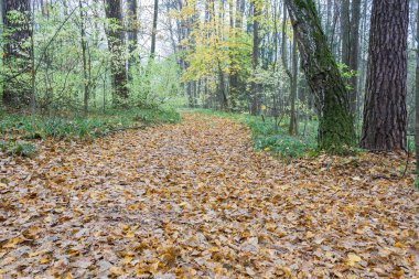 Bulutlu ve yağmurlu sonbahar günü orman manzara