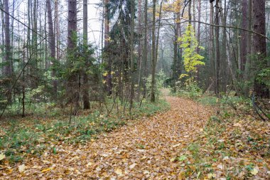 Bulutlu ve yağmurlu sonbahar günü orman manzara