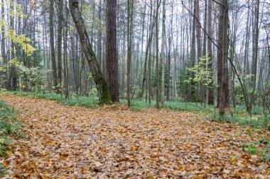 Bulutlu ve yağmurlu sonbahar günü orman manzara