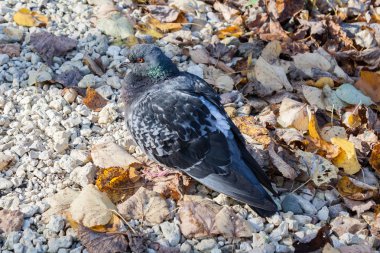 Güneşli sonbahar günü parkta bir patika üzerinde güvercin
