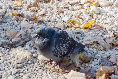 Güneşli sonbahar günü parkta bir patika üzerinde güvercin