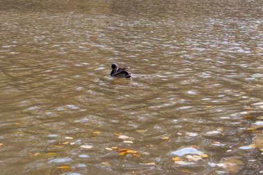Güneşli sonbahar günü şehir parkında bir su birikintisi üzerinde yaban ördekleri