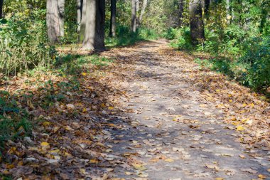 Şehir Parkı güneşli bir sonbahar günde manzara