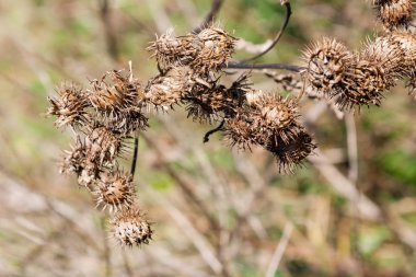 Güneşli bir sonbahar günde tomurcukları bitkilerin Kuru