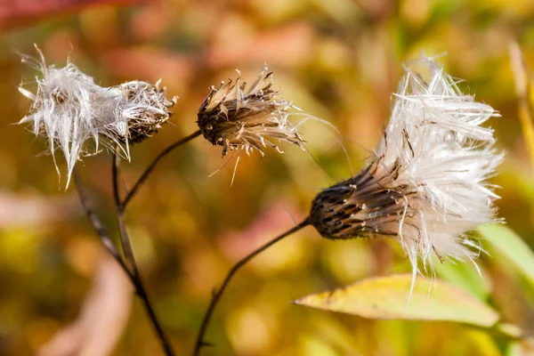 Veld planten in warme en zonnige herfstdag — Stockfoto