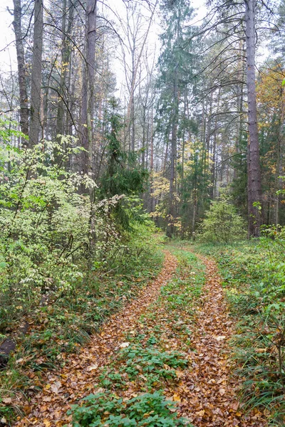 Forest landscape in cloudy and rainy autumn day — Stock Photo, Image