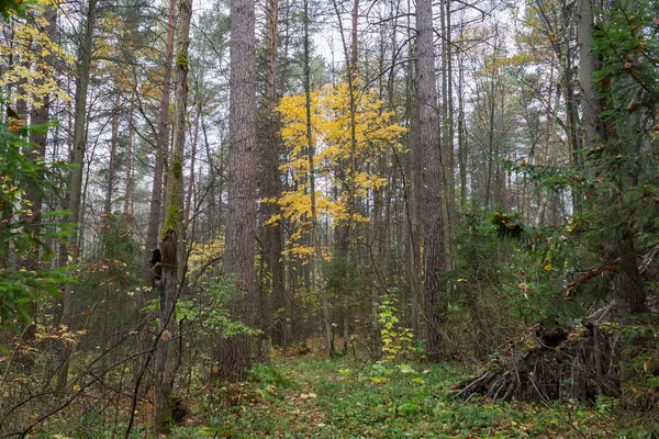 Forest landscape in cloudy and rainy autumn day — Stock Photo, Image