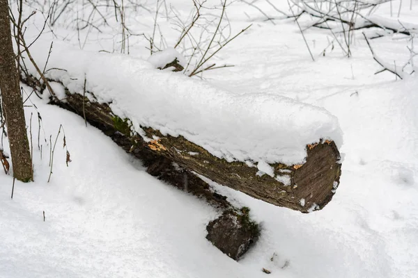 El tronco de un árbol caído cubierto de nieve en el bosque invernal —  Fotos de Stock