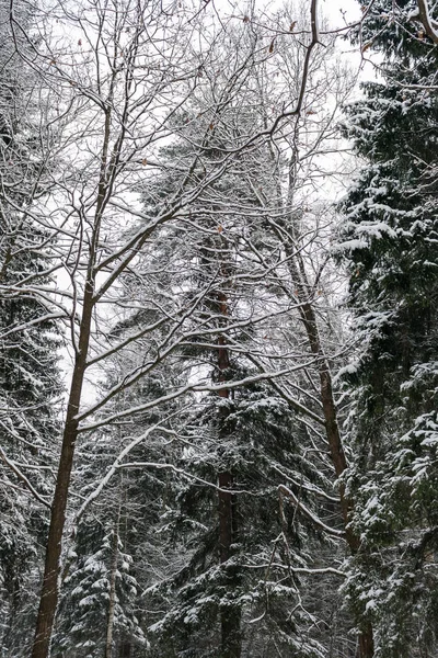 Los árboles en la nieve contra un cielo gris de invierno —  Fotos de Stock