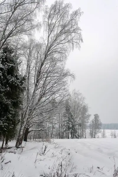 El borde del bosque de invierno en el día nublado de invierno —  Fotos de Stock