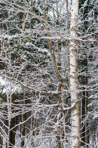 Ramas de abedul cubiertas de nieve primer plano en el bosque de invierno —  Fotos de Stock