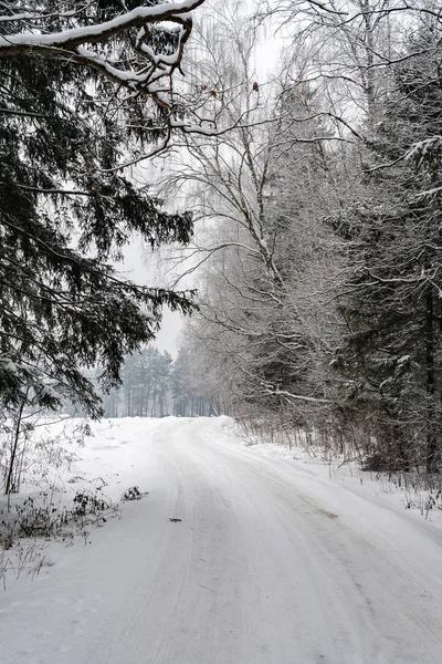 Camino en el bosque de invierno con árboles cubiertos de nieve en un día nublado de invierno —  Fotos de Stock