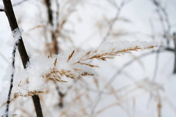 Planta seca cubierta de nieve en el bosque invernal —  Fotos de Stock