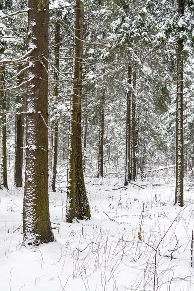 Árboles nevados en el bosque invernal en primer plano —  Fotos de Stock