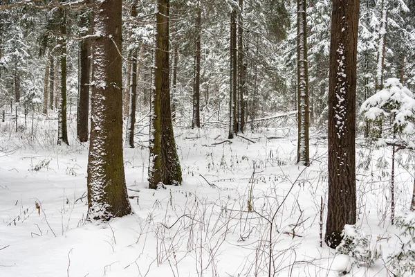 Paisaje invernal en un bosque nevado en un día nublado —  Fotos de Stock