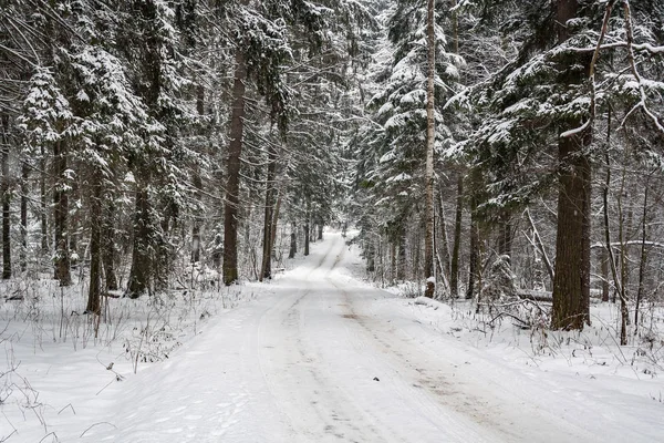 Camino nevado en el bosque en un día nublado de invierno —  Fotos de Stock