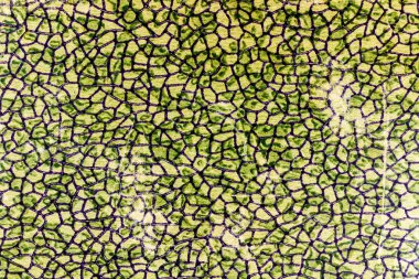 Solan ile renkli eski kağıt doku parçası. Arka plan