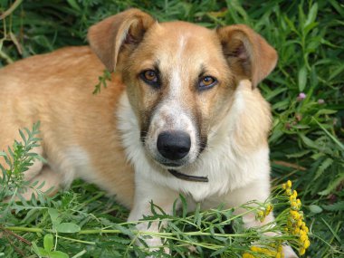 Köpek tasması var yeşil çim üzerinde yalan. Kameraya bak
