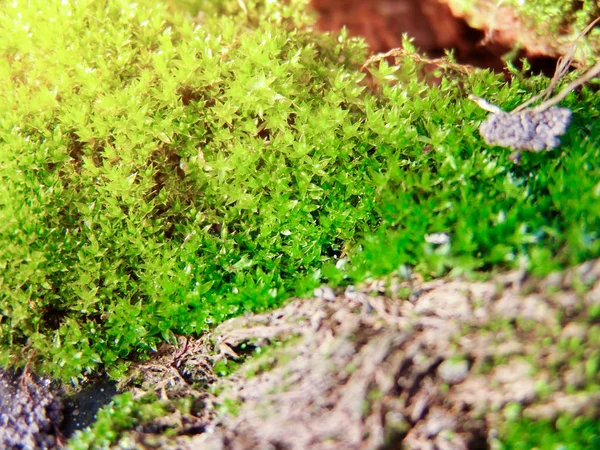 Musgo verde suculento na superfície de uma árvore em um dia ensolarado closeup — Fotografia de Stock